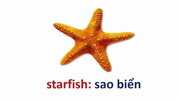 Học Tiếng Anh Chủ đề các con vật dưới biển và đại dương || Animals in the sea and ocean