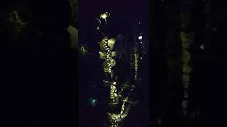 夜の池  ソーラーライト