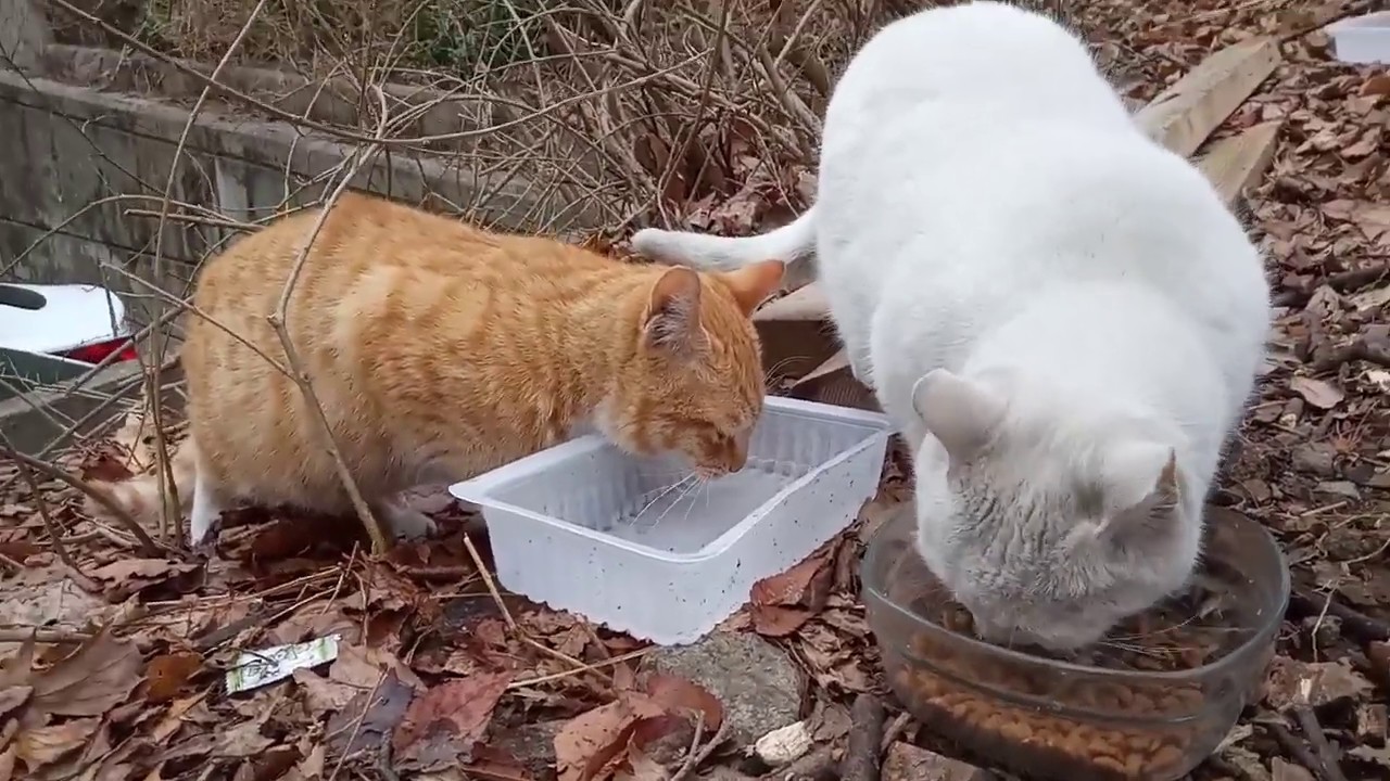 Feline Activities Mar. 1. 2020(part 387 KAMI etc.,) YouTube