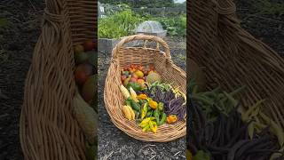 Harvest Time! #gardening #harvest #tomatoharvest #garden #harvesttime #vegetableharvest #growfood