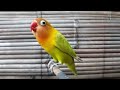 Suara Pancingan Perangsang Lovebird Ngekek Sekaligus Masteran Agar Rajin Ngekek Full isian(.mp3 .mp4) Mp3 - Mp4 Download