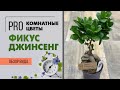 Фикус Джинсенг | так похожий на бонсай | Как правильно ухаживать за фикусом