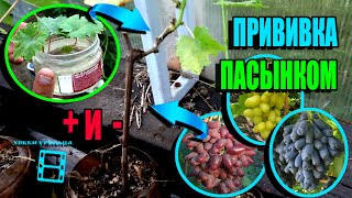 видео: ПРИВИВКА ВИНОГРАДА ПАСЫНКОМ ЗЕЛЕНЫМ В ЗЕЛЕНОЕ ДЛЯ СЕВЕРНЫХ РЕГИОНОВ. СЕВЕРНЫЙ ВИНОГРАДНИК 22-15 картинка: ПРИВИВКА ВИНОГРАДА ПАСЫНКОМ ЗЕЛЕНЫМ В ЗЕЛЕНОЕ ДЛЯ СЕВЕРНЫХ РЕГИОНОВ. СЕВЕРНЫЙ ВИНОГРАДНИК 22-15