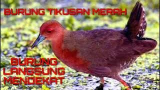 MP3 SUARA BURUNG TIKUSAN MERAH AMPUH || JITU HUNTER