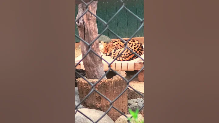 Watch the video about Serval cat wild cat #serval #wildlife #zoo #beautiful #nature #irvinezoo #beautifulcat #scenery