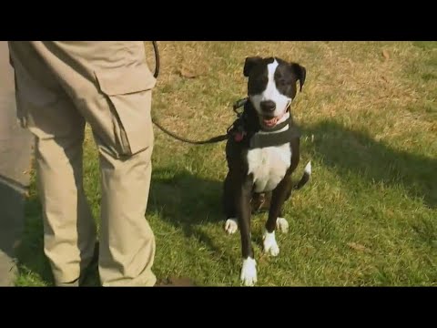 Video: Scoop za kućne ljubimce: 13 časnika otkrivaju ukradenog štenca, psa za terapiju posjećuju olimpijska suđenja za plivanje