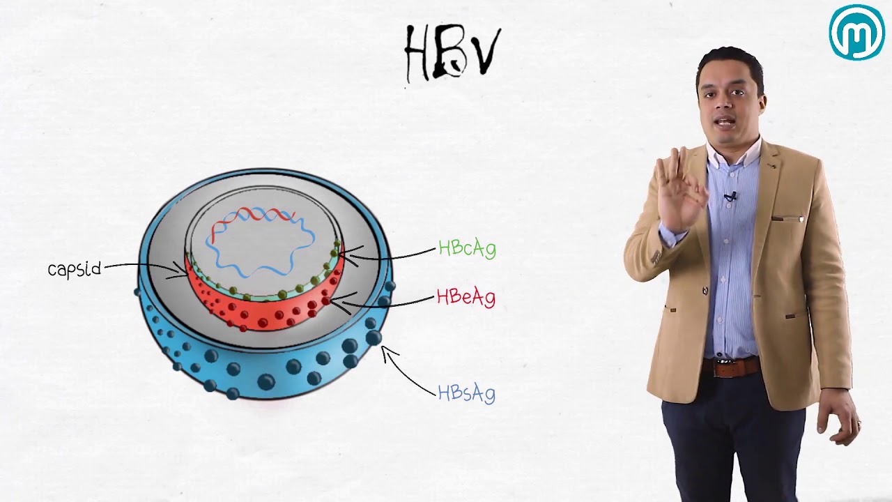 Hepatitis B virus 1 | Microbiology | Mideo