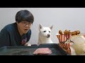 クリスマスにはケンタッキーを?!!日本の風習に驚いた韓国生まれの柴犬ボムちゃん💖