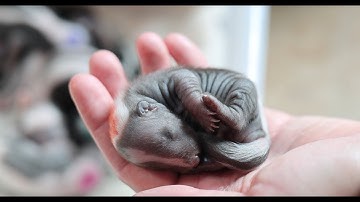 New Stripes in Town: Welcome, Skunklings!