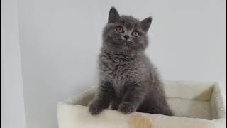 British Shorthair oyuncu avcı kedi yavrusu by Lovetouch Cattery Kedi Evi 121 views 2 years ago 1 minute, 1 second