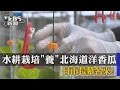 【TVBS】水耕栽培「養」北海道洋香瓜　日市長慕名來!