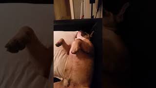 French Bulldog snores like a pig