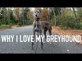 THINGS I LOVE ABOUT MY GREYHOUND! の動画、YouTube動画。