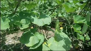 Excellent report of hybrid bottle gourd RAM in Fathepur, Kanpur, India