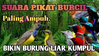 Download Lagu Suara Pikat Burcil Paling Ampuh II Suara Pikat SOGON Ampuh Anti Zonk II Suara Pikat Burung Ribu MP3. MP3 Download Lagu Suara Pikat Burcil Paling Ampuh II Suara Pikat SOGON Ampuh Anti Zonk II Suara Pikat Burung Ribu MP3. MP3
