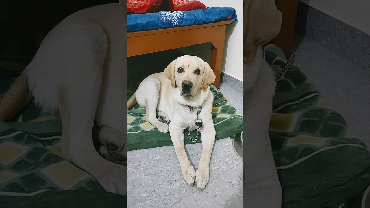 dekhiye hamare Simba ka gussa🤦🤣..apna Simba🔥❤️..