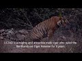 RARE VIDEO OF USTAD T24 EVENING WALK RANTHAMBHORE NATIONAL PARK, रणथंबोर नेशनल पार्क, उस्ताद टाइगर