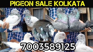 MADRASI AND GIRIBAJ PIGEON LOFT SALE AT GARIA KOLKATA WEST BENGAL INDIA 7003589125