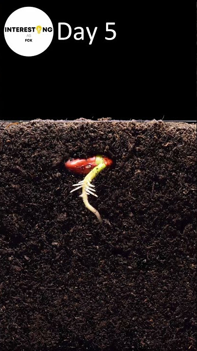INCREDIBLE Bean Time Lapse #shorts