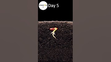 INCREDIBLE Bean Time Lapse #shorts