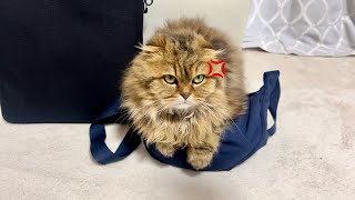 お出かけを阻止するために鞄の上に乗ってしまった猫
