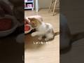 スイカ大好きのんたん😽#cat #cats #猫 #猫のいる暮らし #ミヌエット