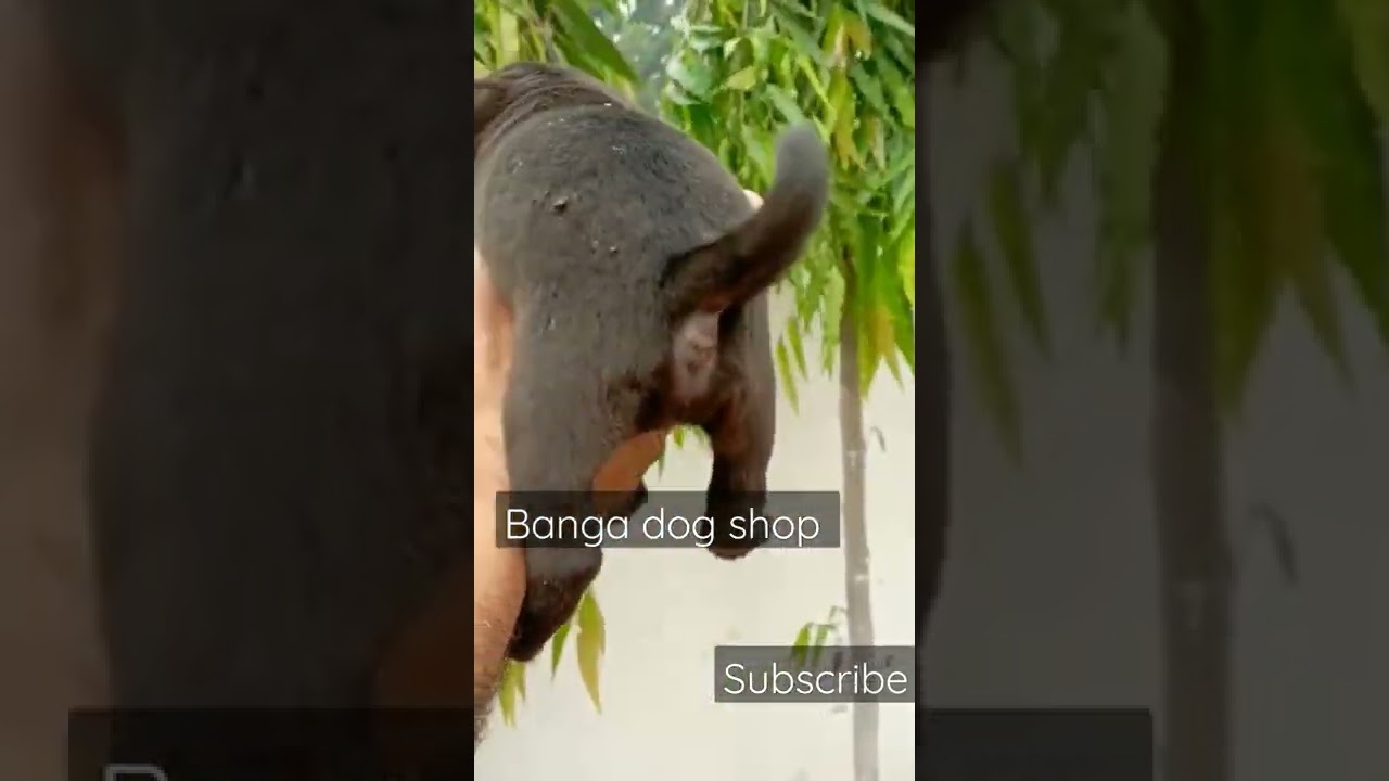 🐶Black  Pug Puppy  So cute 🤗