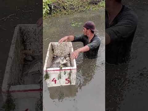 تیلاپیا آب شیرین ماهیگیری ماهی