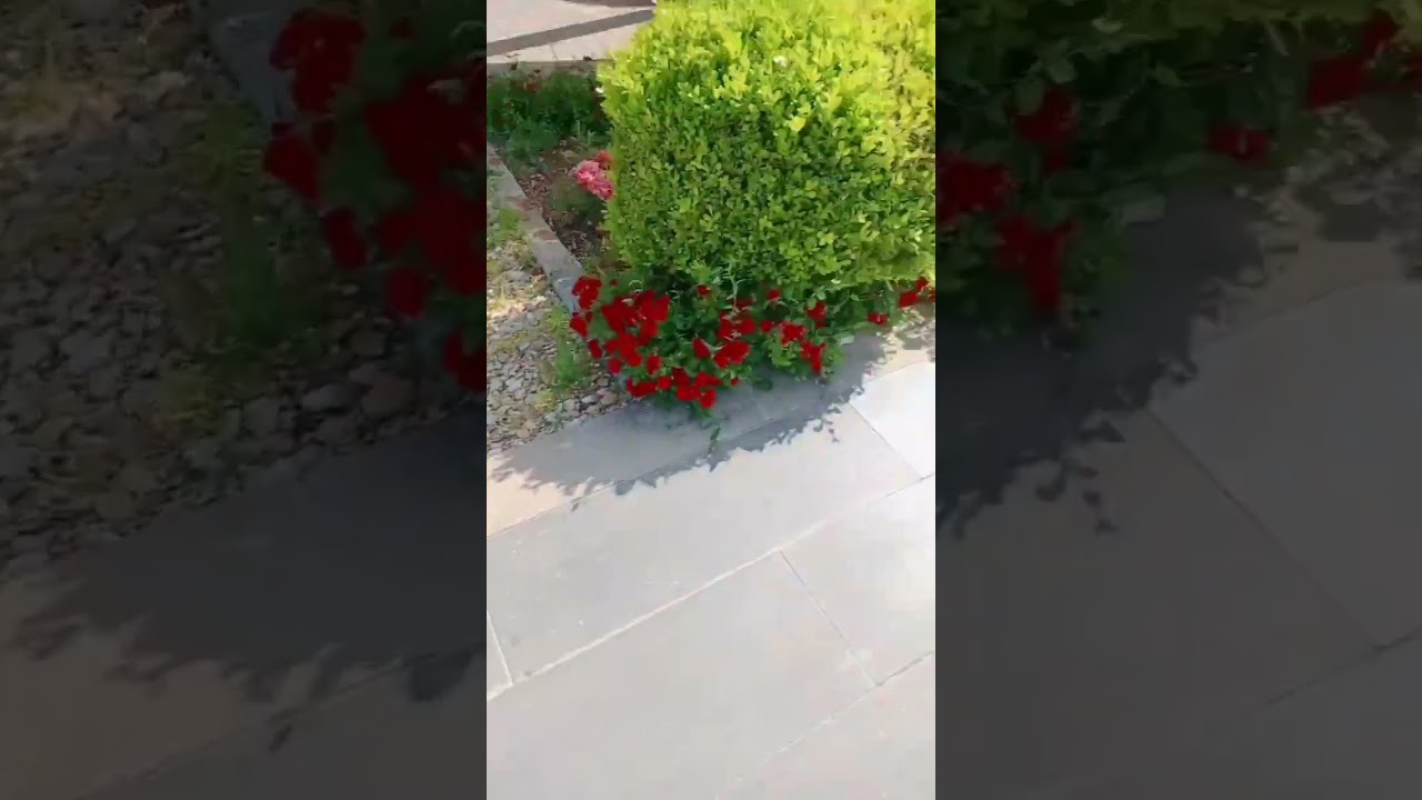 beautiful flowers in Europe