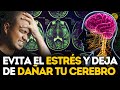 Este es el DAÑO que le hace EL ESTRÉS A TU CEREBRO 🧠