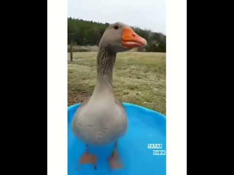 Гуси гуси гага га - YouTube