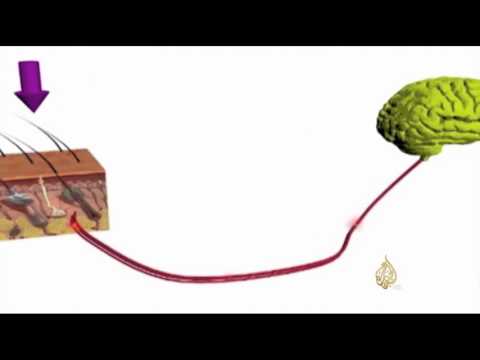 جلد اصطناعي قادر على الإحساس بالضغط