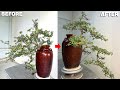 Mastering the Art of Cascading Bonsai: Watch the Dramatic Tilt Take Shape!