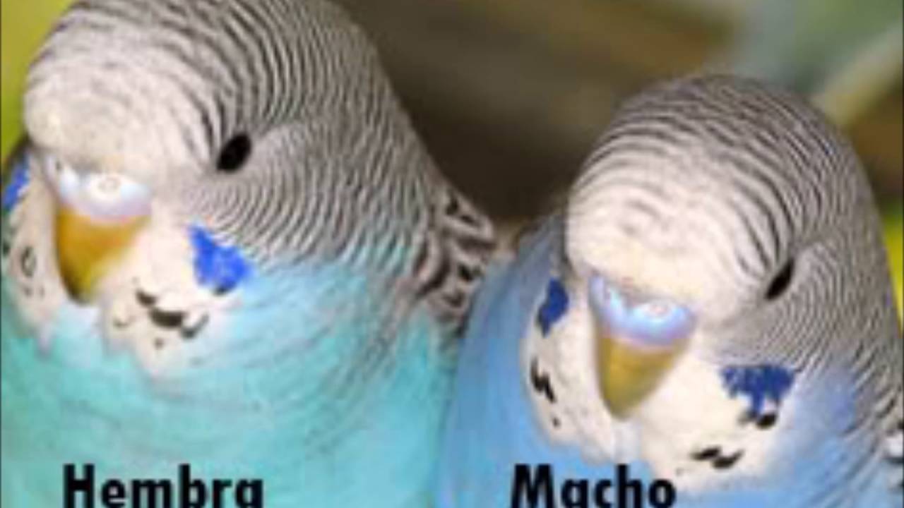 aprenda diferenciar periquito macho de femea 