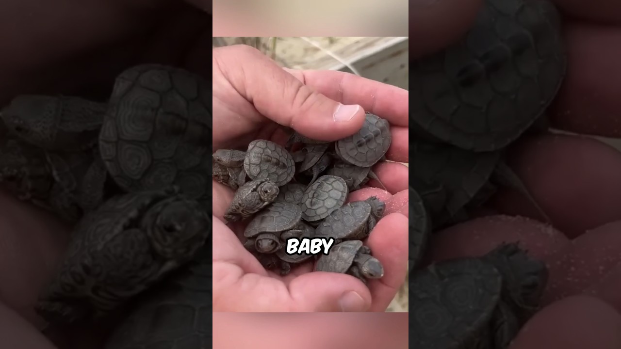 Почему черепаха ненавидит чёрный цвет? 