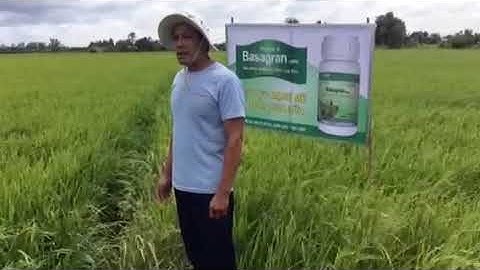 Basagran 480SL trừ cỏ lông heo ở Kiến Tường, Long An