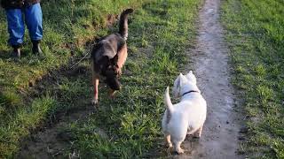 West Highland White Terrier (Westie) Bobby. Evening walk after the rain