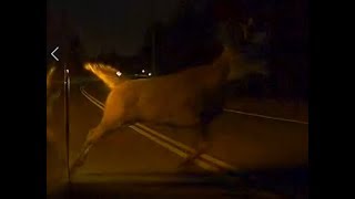 tesla vs deer