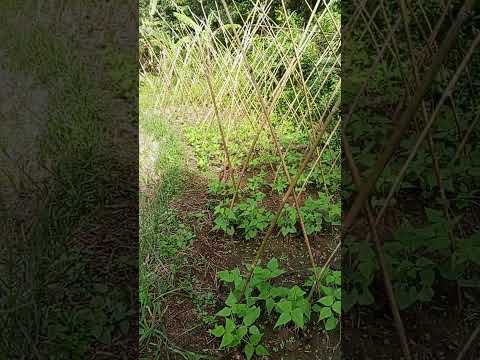 Mga Tanim Kong Camote Betswelas At Mani Malalago Na