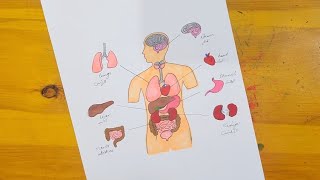 رسم اعضاء جسم الانسان || Drawing the parts of the human body