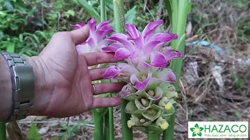 Cây nghệ trắng (nghệ độc thân) chữa đau dạ dày và những điều cần lưu ý khi sử dụng