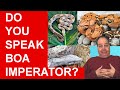 Boa imperator: What you NEED to know!