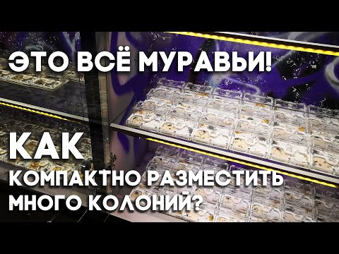 Видео: КОМПАКТНОЕ РАЗМЕЩЕНИЕ ОГРОМНОГО КОЛИЧЕСТВА КОЛОНИЙ МУРАВЬЁВ - ВОЗМОЖНО ЛИ ЭТО? РАСПАКОВКА ПОСЫЛКИ!