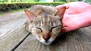 公園のベンチにいた野良猫をナデナデしたらゴロゴロと喜んですり寄ってきた