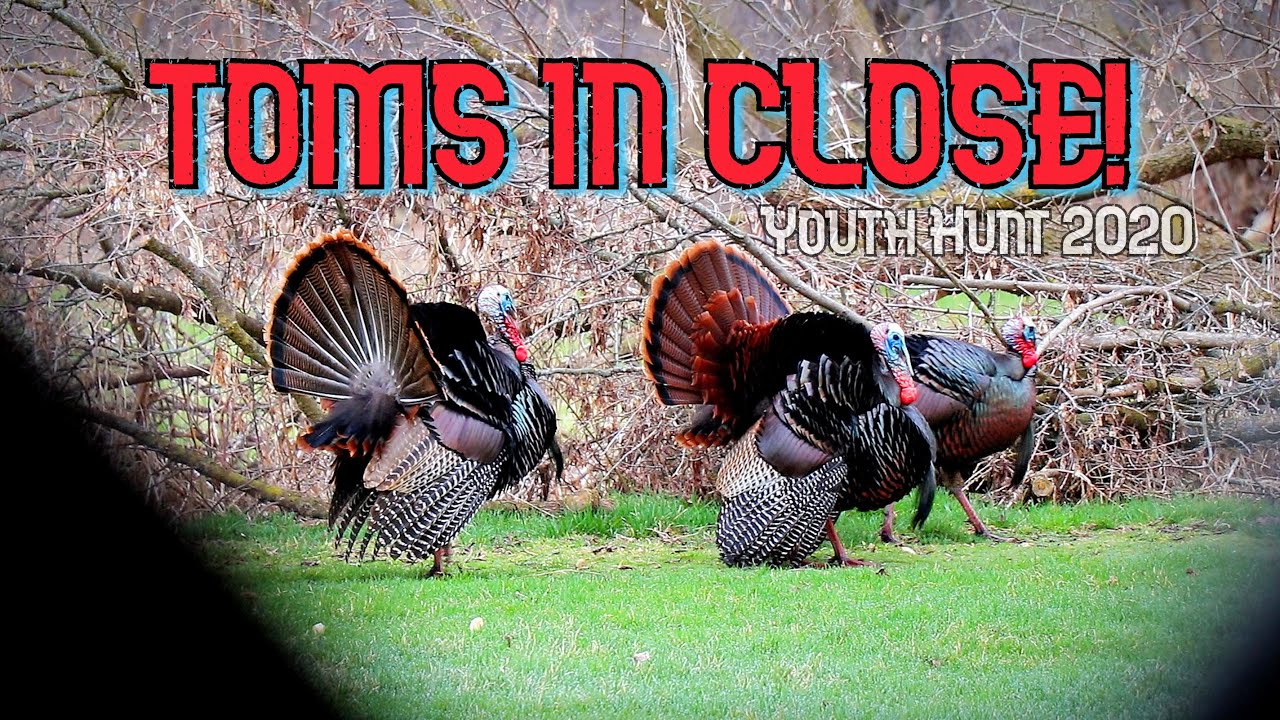 Turkeys CUTTING YELPING CLUCKING and TOMS STRUTTING During Wisconsin