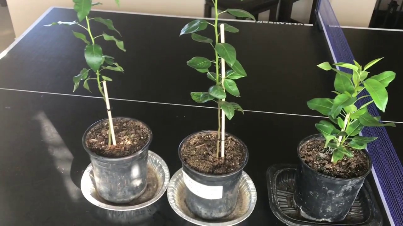 How To Grow Pear Trees From Seed, Day 132 - Youtube-4502