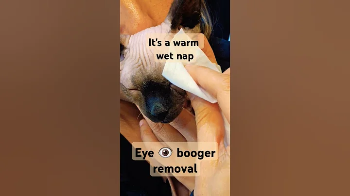 Video 6987071: sphynx kitten hairless cat, sphynx cat funny hairless, kitten sphynx catlover cute, sphynx cat loving kitten