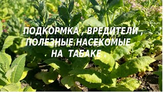 Подкормка , песочные листья , вредители , полезные насекомые табака