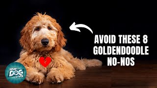 8 Things Goldendoodles Hate That Humans Do by Smart Dog Lover 3,352 views 1 year ago 10 minutes, 7 seconds