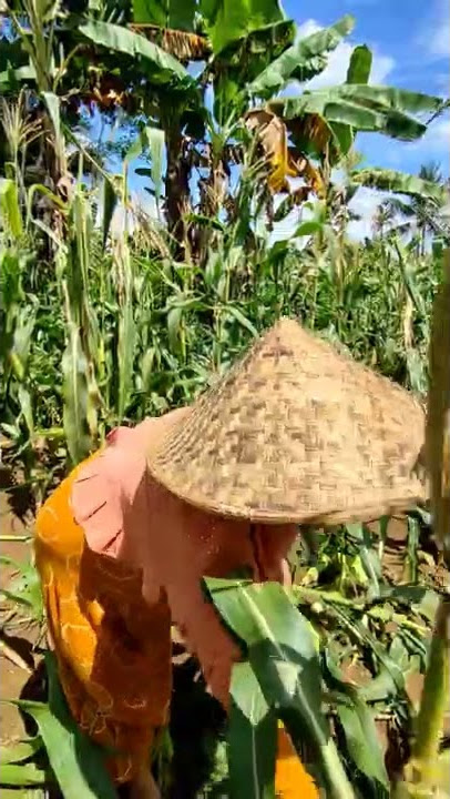 Panen Jagung, Indonesian Girl Rural Life